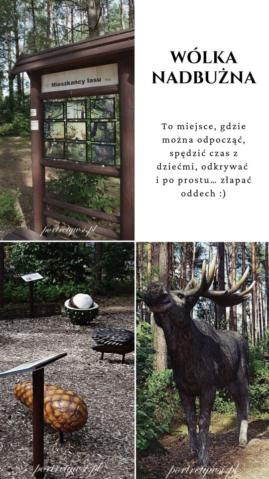 🌿Wólka Nadbużna to idealne miejsce na weekendową wycieczkę – łączy w sobie spokój natury, historię i wiele atrakcji turystycznych. To miejsce, gdzie można odpocząć, spędzić czas z rodziną, a także odkrywać i po prostu… złapać oddech.
Co czeka na Ciebie w Wólce Nadbużnej?
✔️spływy kajakowe, park linowy i trasy rowerowe dla aktywnych 🚣
✔️ścieżki edukacyjno-przyrodnicze z modelami zwierząt, placem zabaw i ogrodem ziołowym – świetna atrakcja dla rodzin z dziećmi 🦌🦬🐜🍄
✔️kompleks wypoczynkowy z basenem, sauną, grotą solną i kręgielnią, lokalne jadło 🧘♀️🏊🎳
✔️szlak bunkrów (23 km) – część linii Mołotowa, pełen historii i pamięci o mieszkańcach regionu 🚶
✔️szlak nadbużański (28 km) – idealny dla piechurów i rowerzystów, prowadzący przez lasy i łąki Podlasia 🚴♀️
Zanim jednak wybierzesz się do nadbużańskiej miejscowości poznaj z nami jej historię.
#odkrywajpolskę #portretywsi #polishvillage #podlaskiewsie #Podlasie #polskanaweekend #nadbugiem
