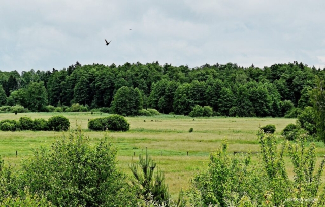 puszcza białowieska