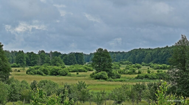 puszcza białowieska