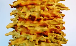 Sekacz podlaski tradycyjny wypiek sekacza kolacz