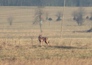 Wilk – szkodnik czy strażnik bioróżnorodności?