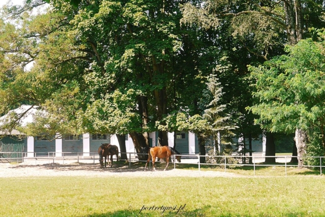 Stadnina Koni Janów Podlaski 2013r.6