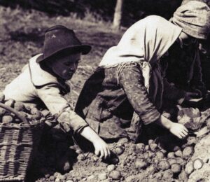 Przebieranie ziemniaków; 1932 rok