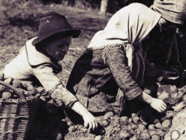 Przebieranie ziemniaków; 1932 rok