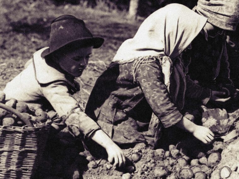 Przebieranie ziemniaków; 1932 rok