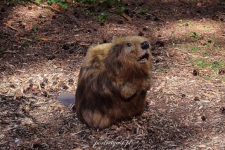 Wólka Nabużna-2025r.17 Wólka nabużna 2025r.17